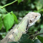 , local inhabitant keeping an eye on us - Costa Rica Blog